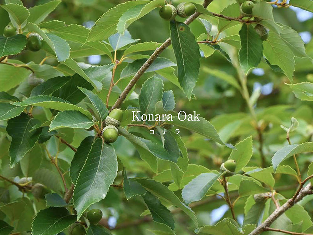 どんぐりから発芽させる！ 初心者でもできる「コナラ」の育て方とシンボルツリーとしての魅力