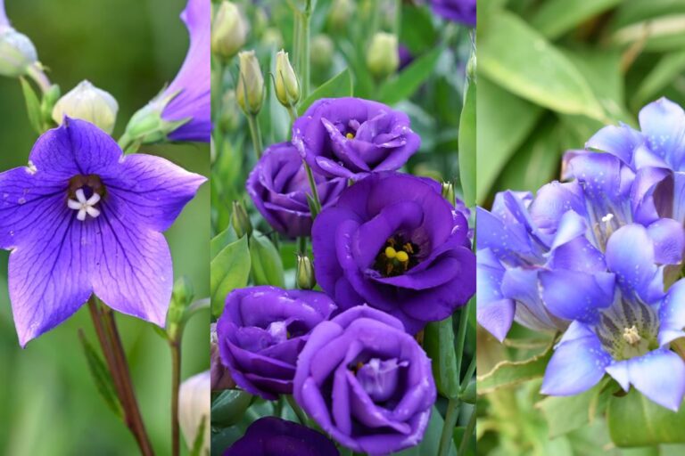 身近な季節の花3択クイズ！ リンドウ（竜胆）は次のうちどれ？【Let’s Try! 植物クイズ】Vol.20