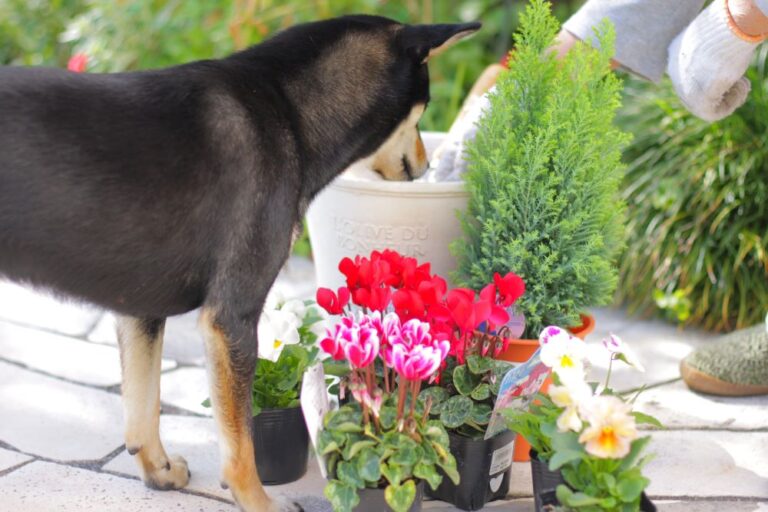 愛犬と一緒に作るクリスマス寄せ植え 寄せ植えアイデア&冬に楽しむコツ!