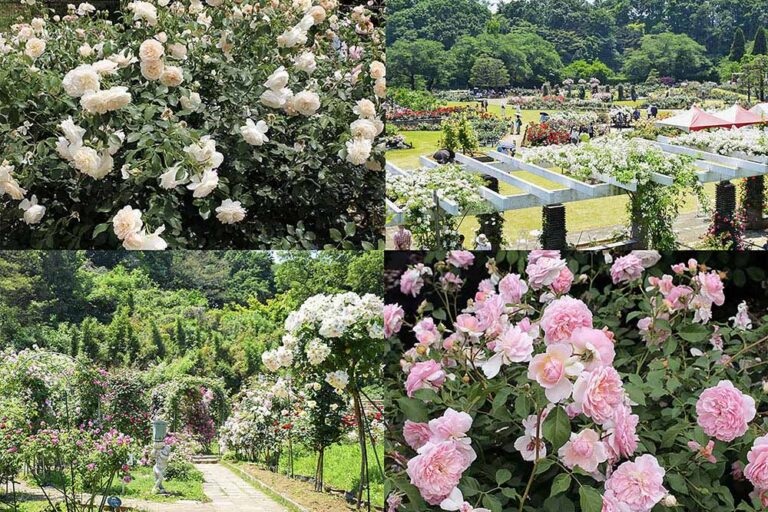 【2025年秋で見納め】67年の歴史に幕。市民が守り抜いた「生田緑地ばら苑」再整備前の最後の一般公開へ