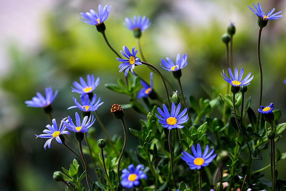 ブルーデージー