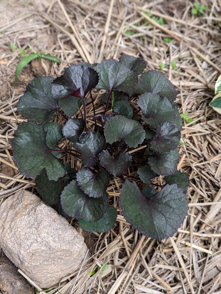 リグラリア‘パンドラ’