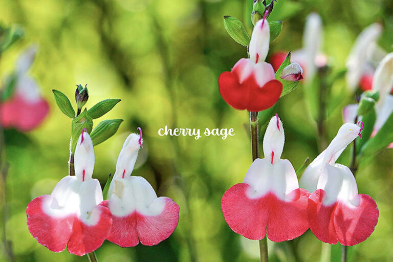 チェリーセージは可愛らしい花を長く咲かせるハーブ！ 育て方や魅力を解説