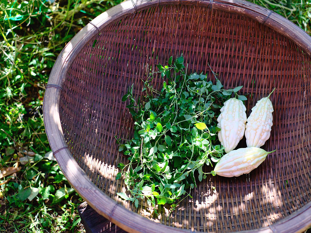 オレガノと白レイシ