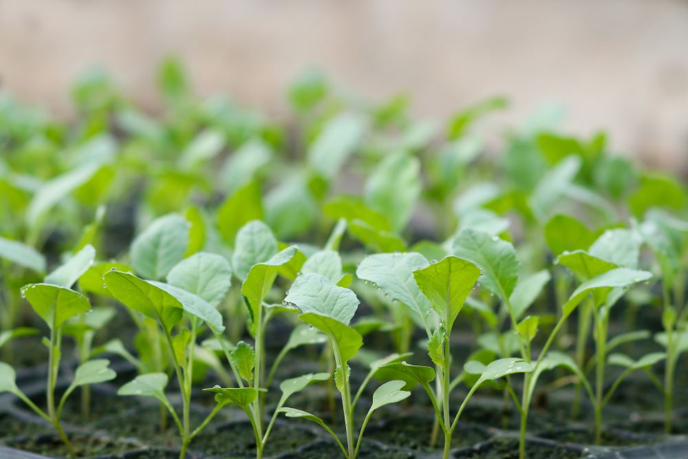 カリフラワーの幼苗