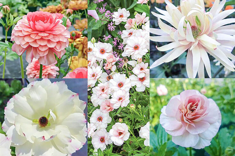 2026年に咲かせたい！ [ラナンキュラス・ラックス]注目品種Best9＆秋ケア完全ガイド【動画付き】