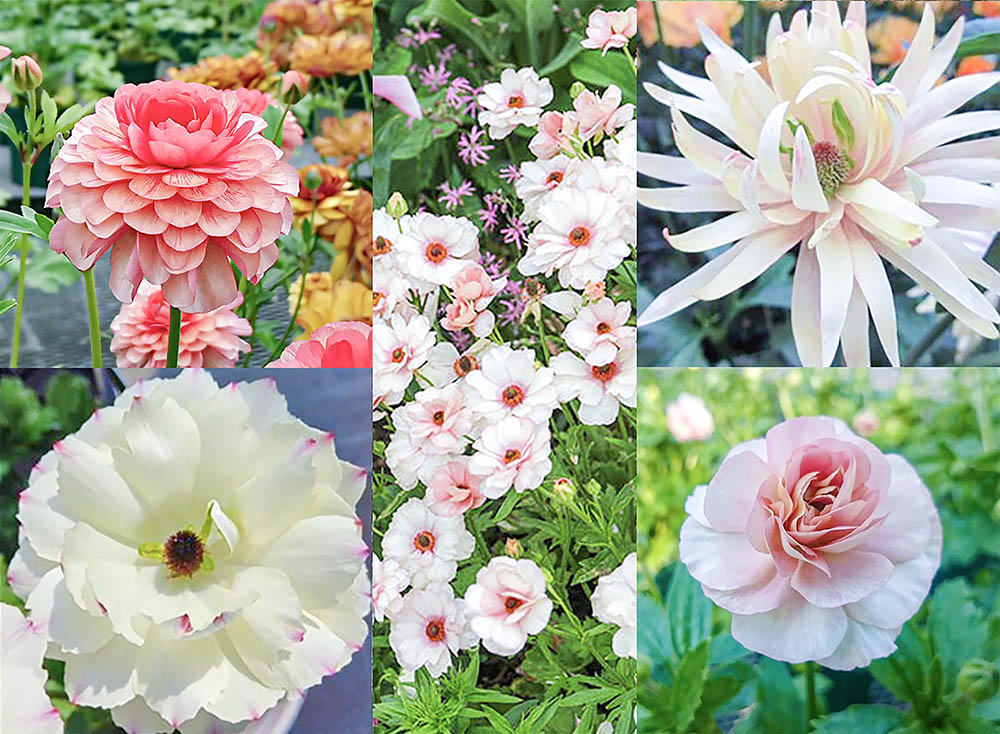 2026年に咲かせたい！ [ラナンキュラス・ラックス]注目品種Best9＆秋ケア完全ガイド【動画付き】