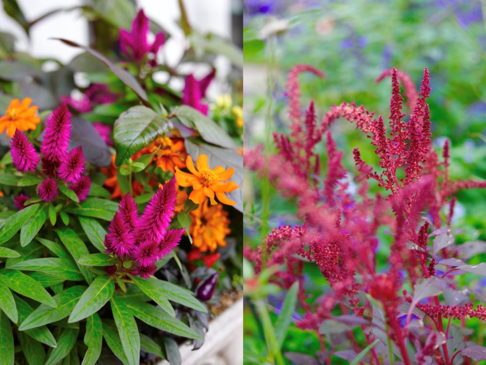 ハロウィンの寄せ植え