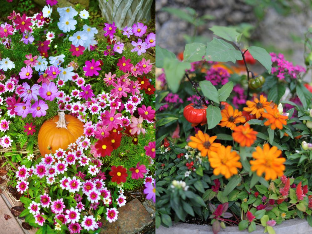 ハロウィンの花壇と寄せ植え