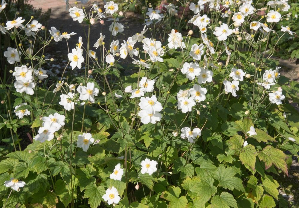 シュウメイギク‘オノリーヌ・ジョベール’