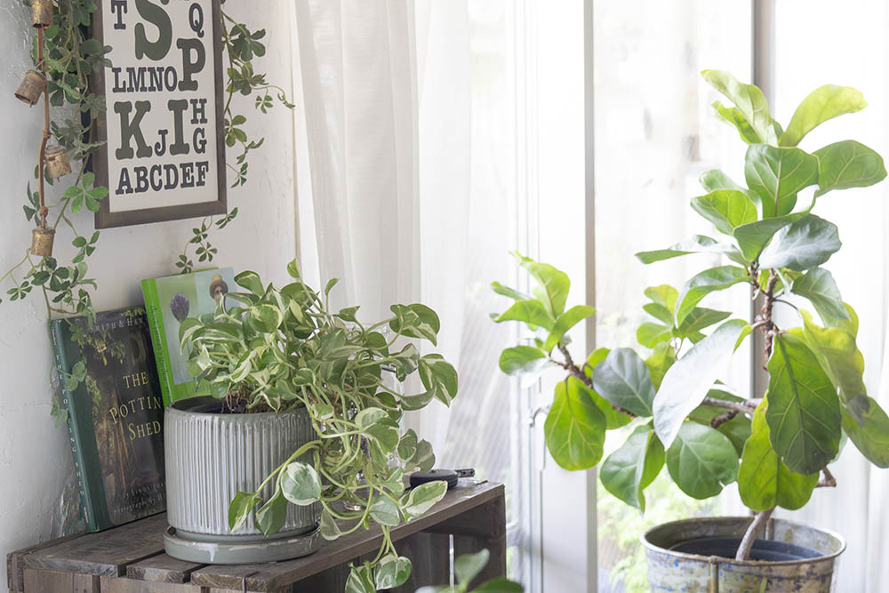 インドアグリーン