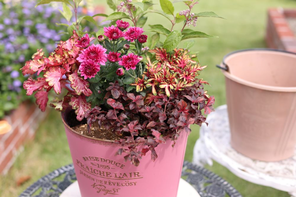 アルテルナンテラを入れる