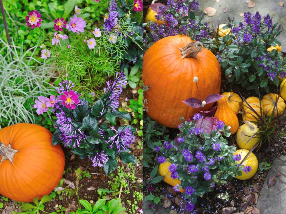 ハロウィンの庭