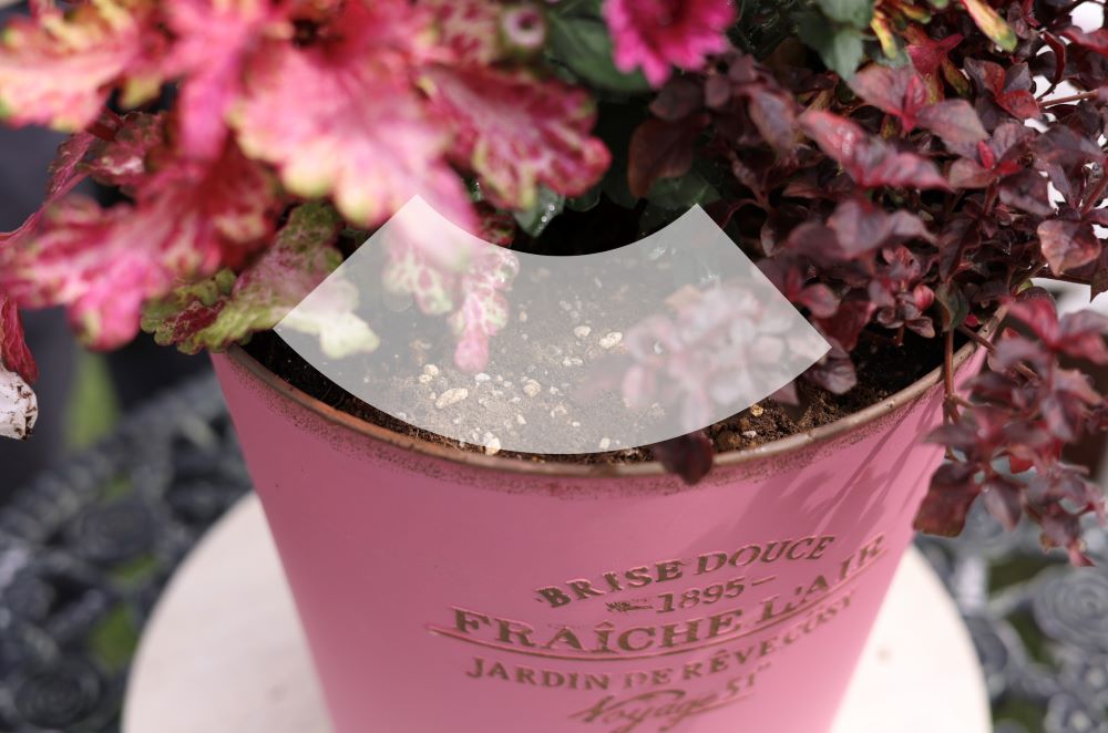 鉢スペースに合わせる