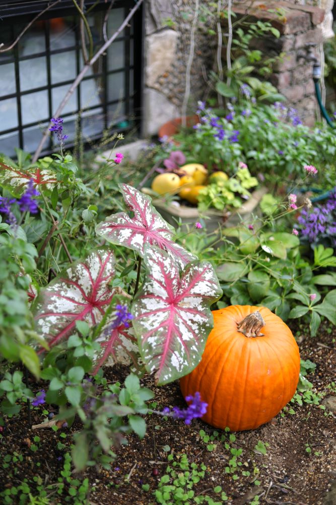 ガーデンカラジウム