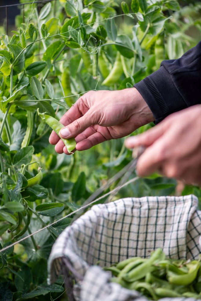 スナップエンドウ