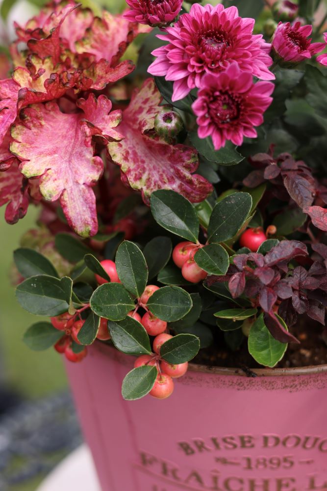 鉢縁から実がこぼれるように植える