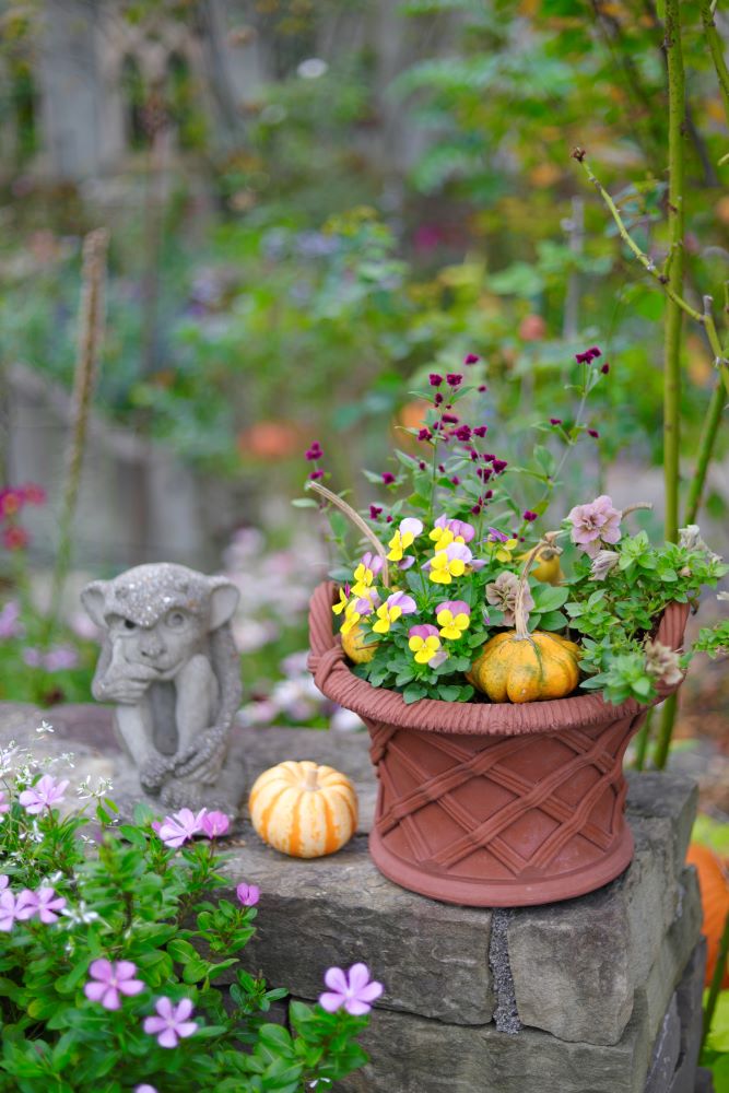 ハロウィンの寄せ植え