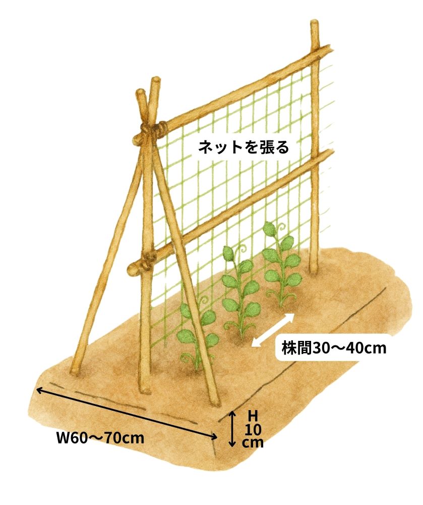 11月からでも間に合う！ 家庭菜園TOP5｜玉ねぎ・イチゴ・葉もの 