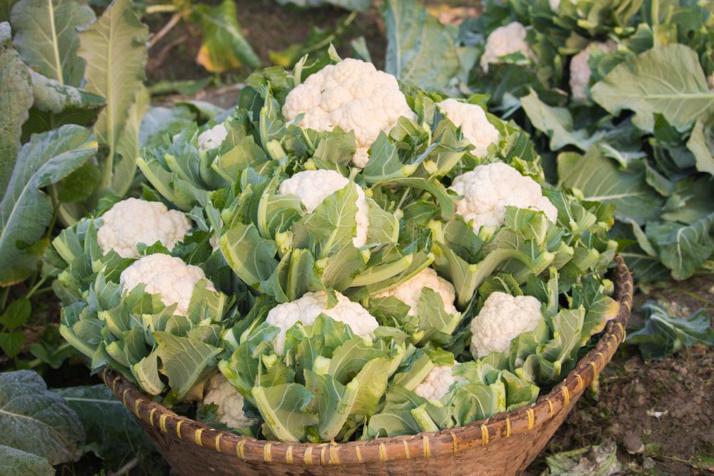 カリフラワー
