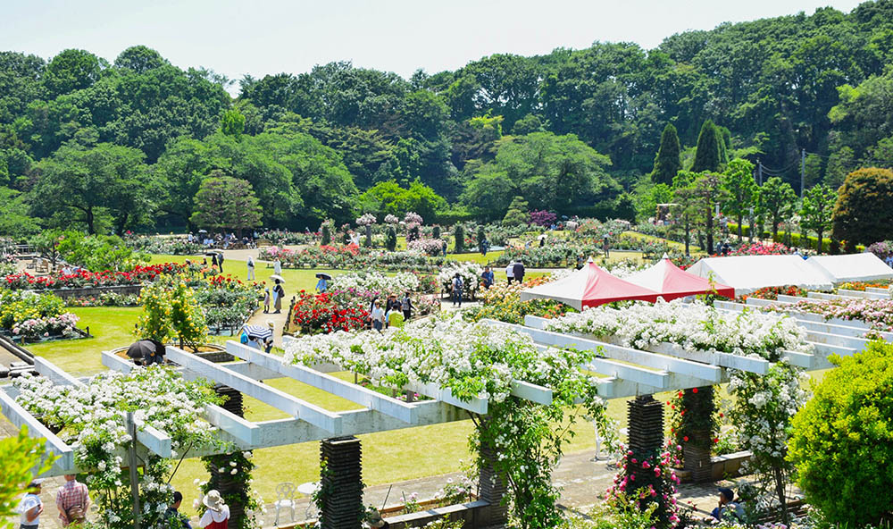 生田緑地ばら苑