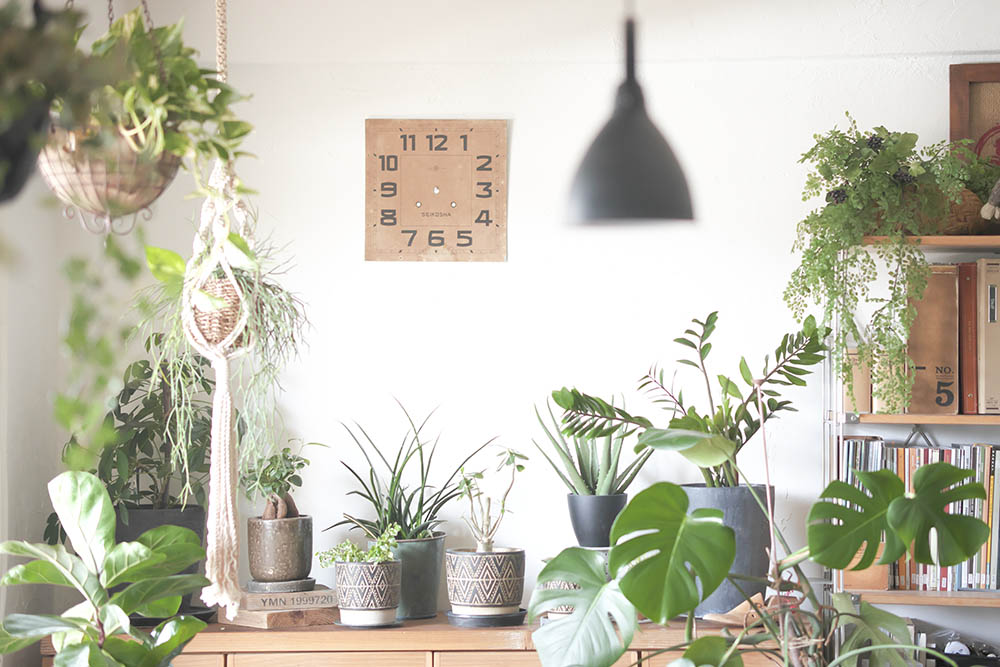 グリーンコーディネート