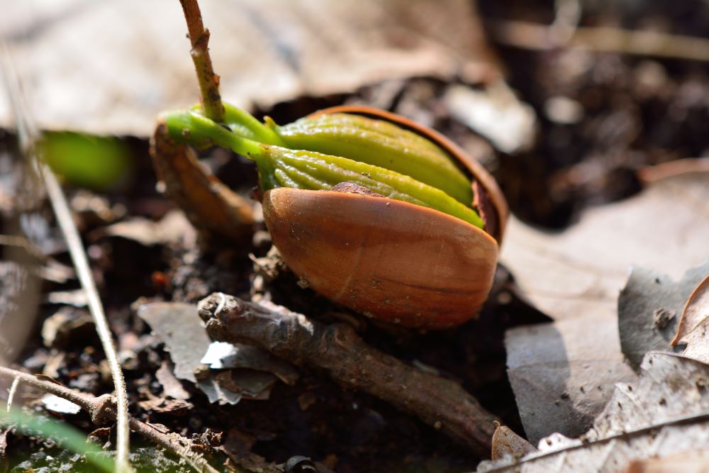 どんぐりの発芽