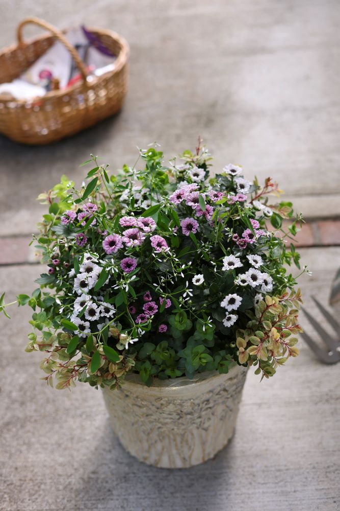 ポットマム‘インヤン’の寄せ植え