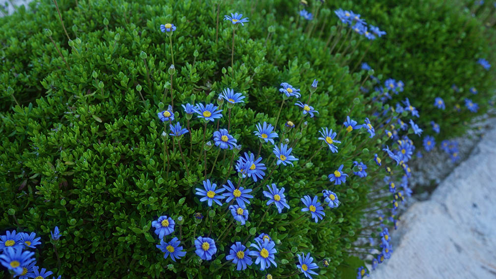 ブルーデージー