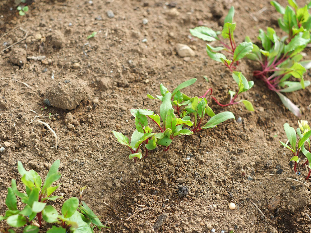 ビーツの芽吹き