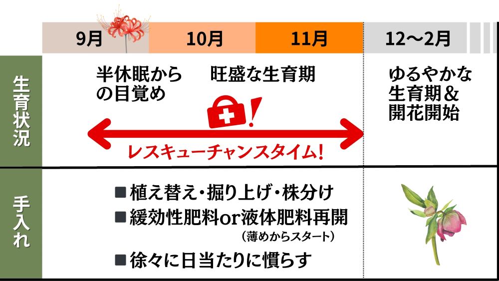 秋のクリスマスローズの手入れ表