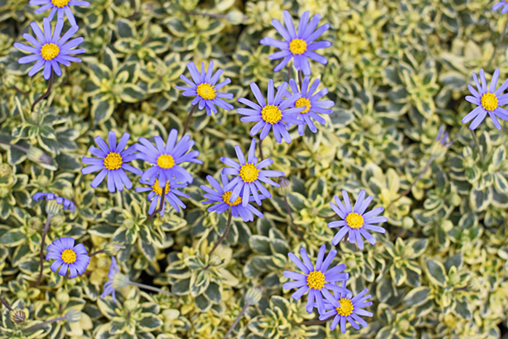 ブルーデージー斑入り　Felicia amelloides  'Variegata'