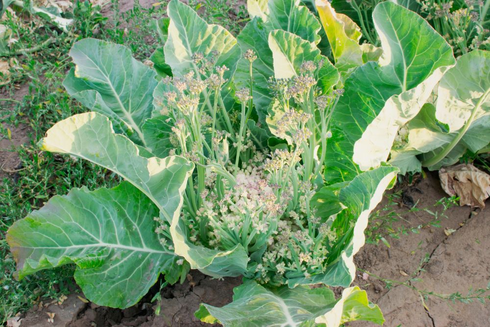 カリフラワーの開花