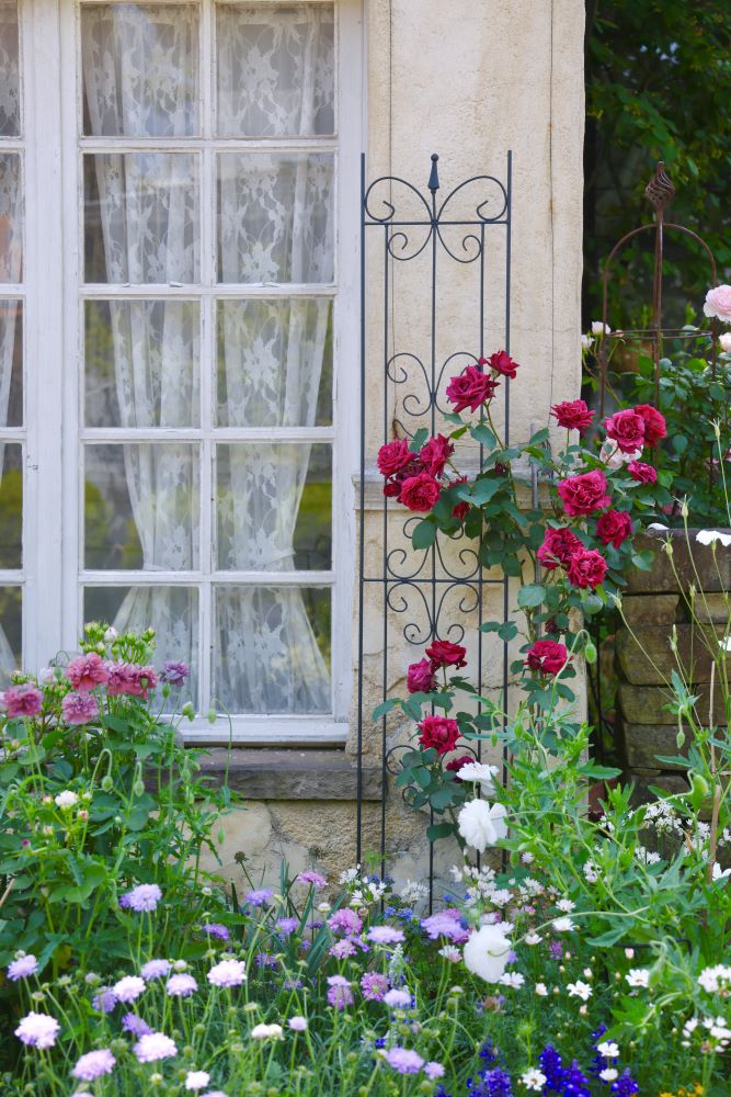 トレリス・フェンスにつるバラを誘引