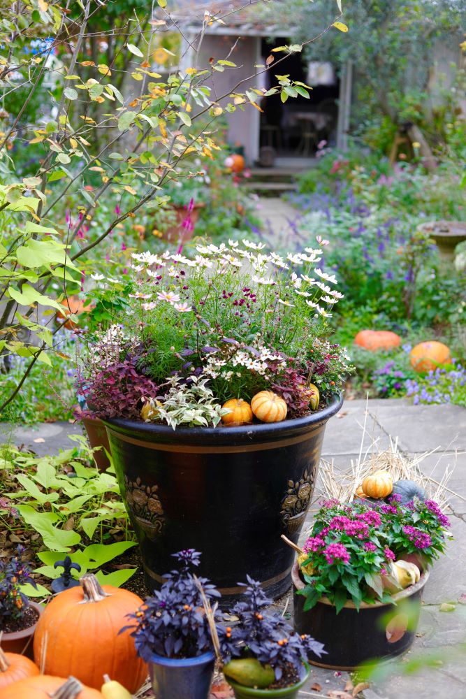 テラコッタの鉢