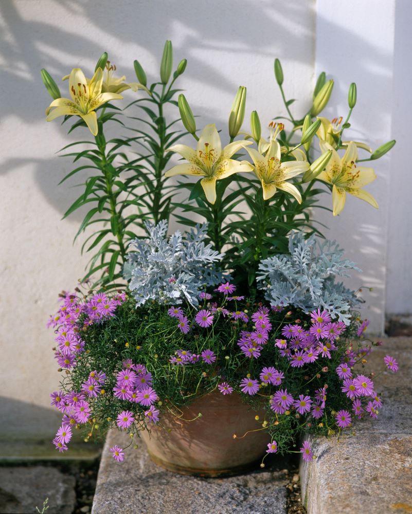 寄せ植え