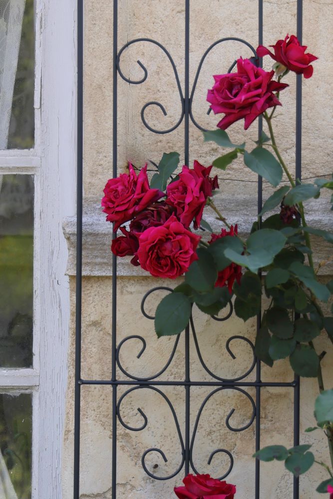 トレリス・フェンスにつるバラを誘引