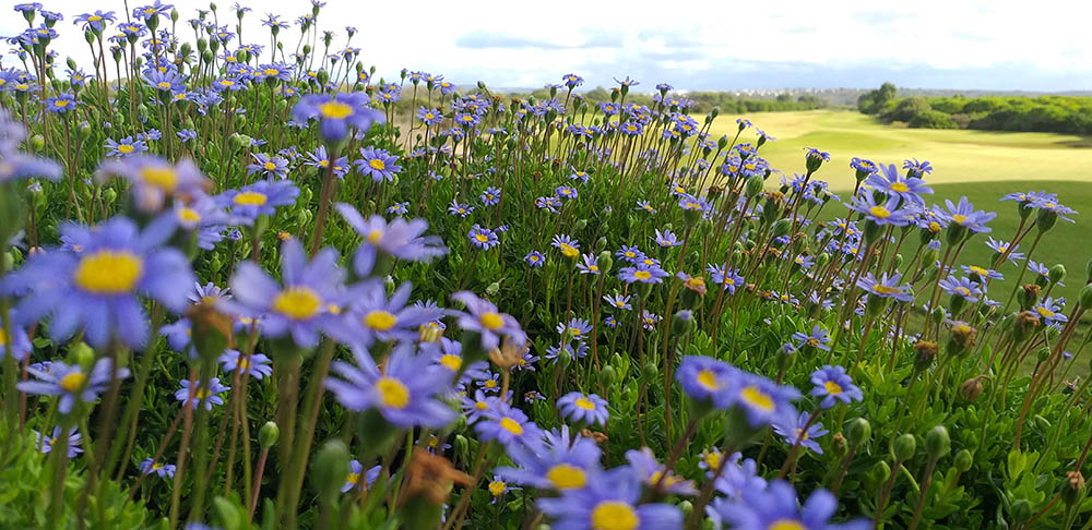 ブルーデージー