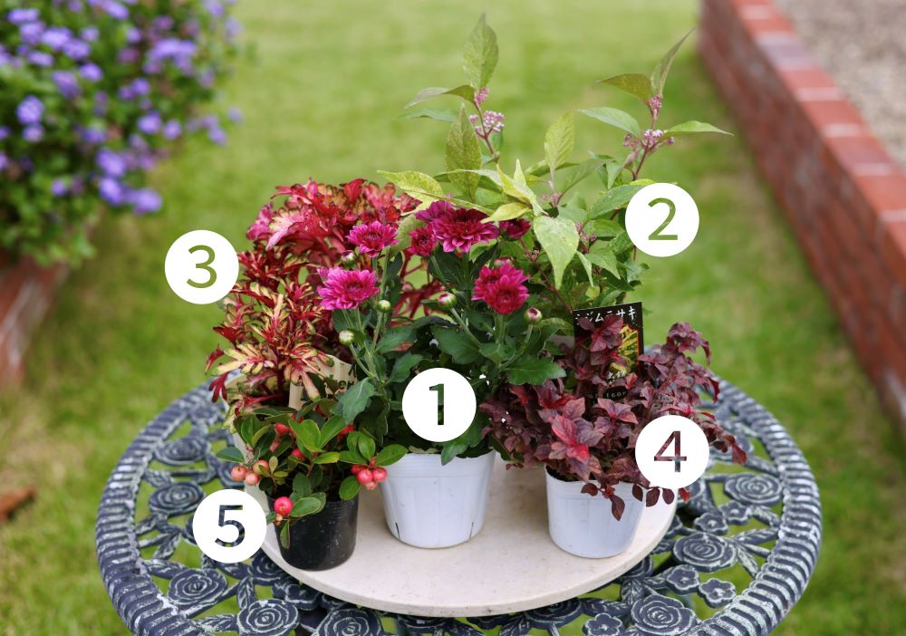 寄せ植えの花材