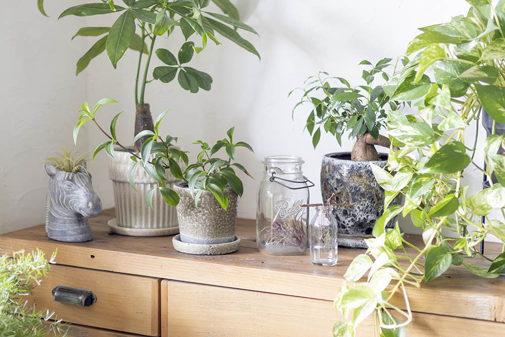 鉢やガラス瓶とインドアグリーン