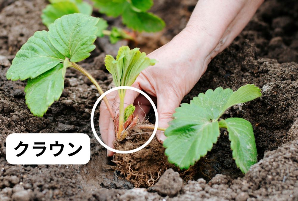 イチゴのクラウン