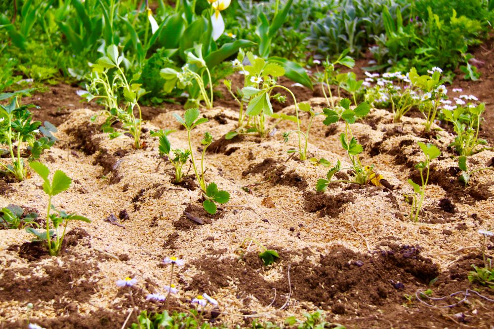 もみがらを敷いたイチゴ畑