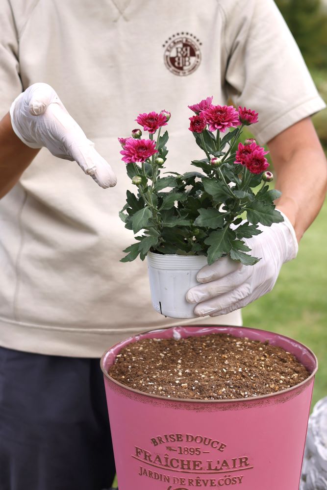寄せ植えの作り方