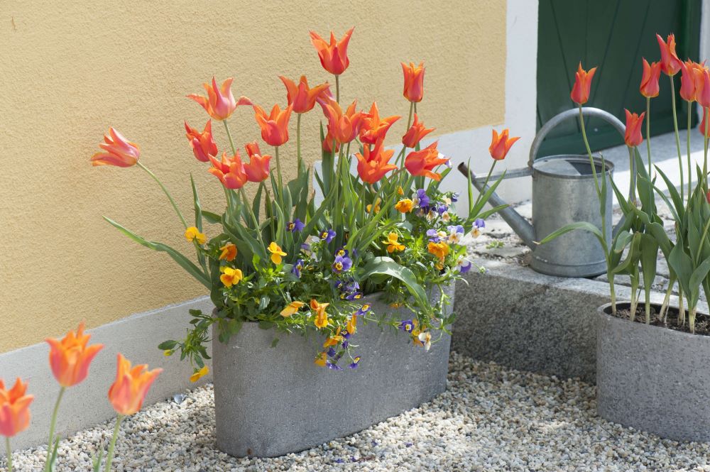 チューリップの寄せ植え