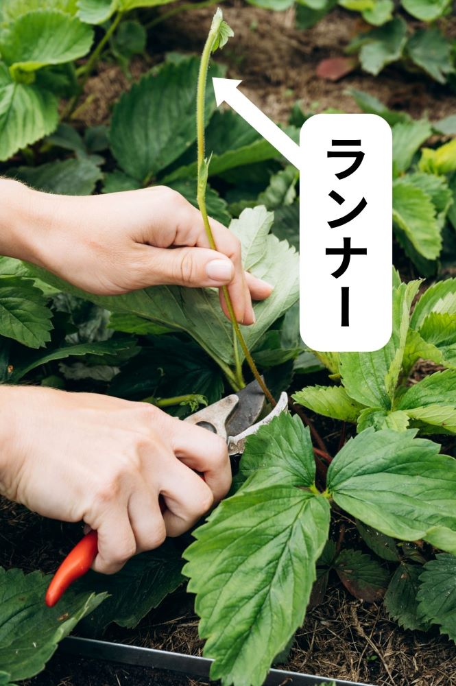 イチゴのランナー