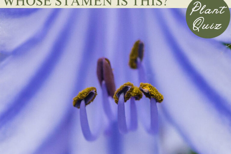 清涼感あふれる初夏の花！…このおしべ、何の花？【Let’s Challenge! 植物クイズ】Vol.17