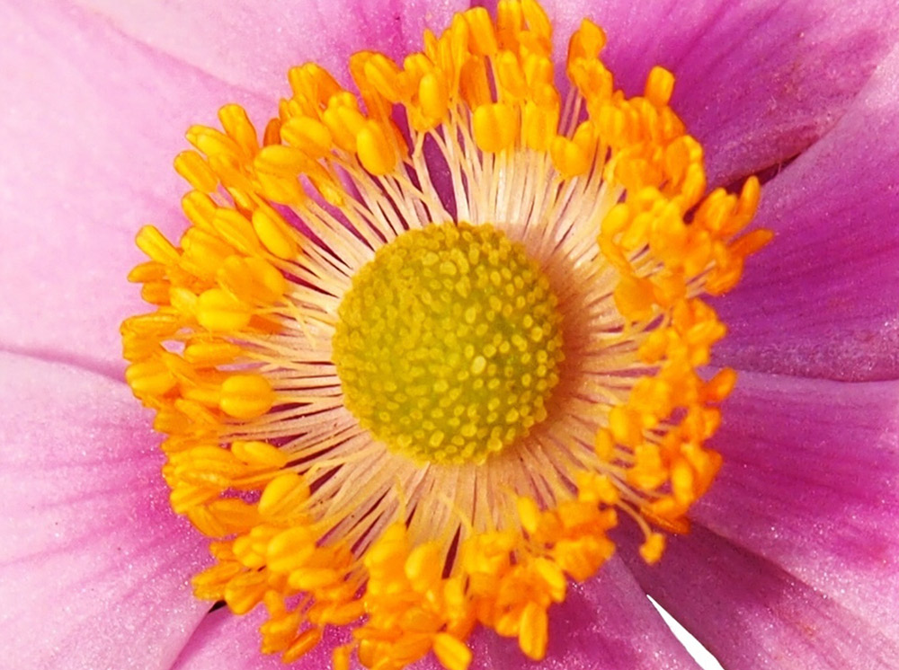 この雄しべの持ち主は・・・？