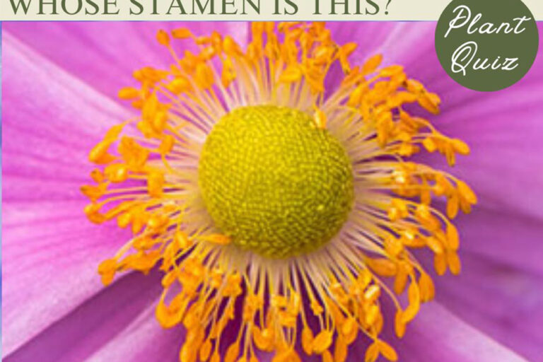 秋の風情を感じる花！…この雄しべ、何の花？【Let’s Try! 植物クイズ】Vol.21