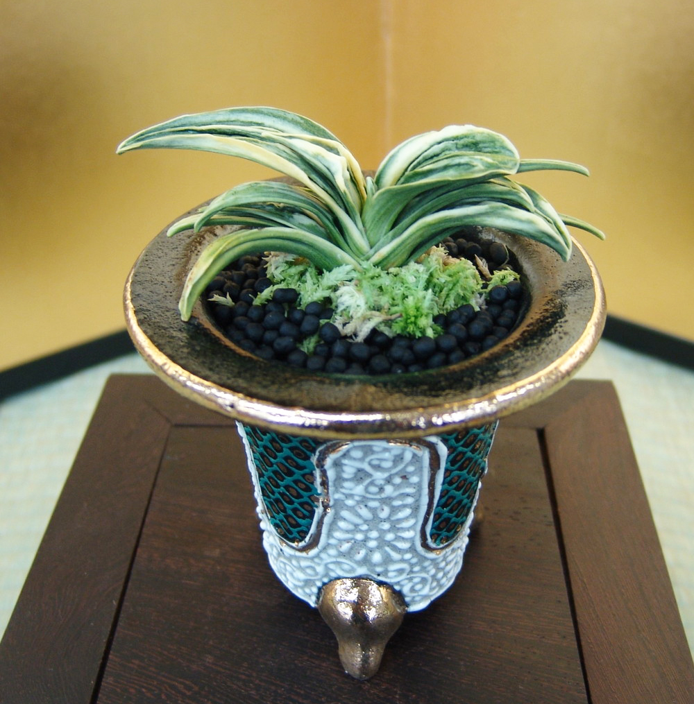 伝統観葉植物・おもと(万年青)|冬映え満点の魅力をプロが徹底