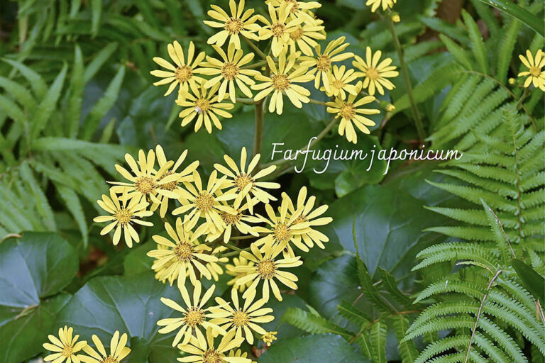 一年中緑が楽しめる「ツワブキ(石蕗)」美しく育てる3つのコツと日当たり・置き場所の正解